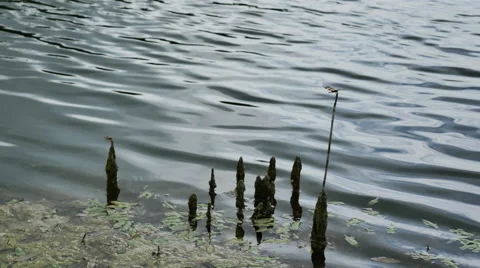 Dragonfly on a Stem in Peabody River King Wildlife Fishing Lake Stock Footage 65201485