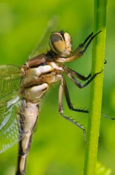 Dragonfly on a stem Stock Photos