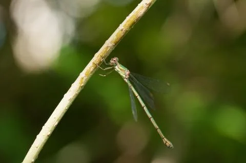 Dragonfly on stem Stock Photos
