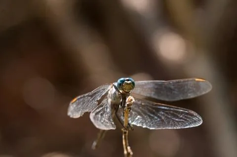 Dragonfly on stem Stock Photos