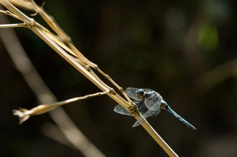 Dragonfly on stem Stock Photos