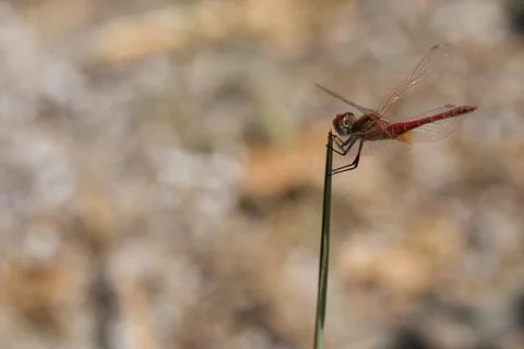 Dragonfly on stem Stock Photos