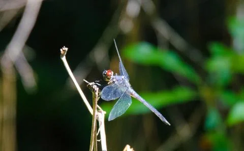 Dragonfly on a stem Stock Photos