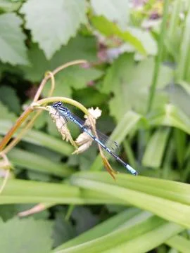 Dragonfly on a stem Foto stock