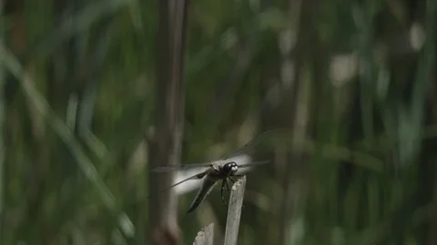 Dragonfly on a stick close up Stock-Footage 110798351