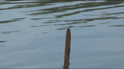 Dragonfly on a stick Stockbeeldmateriaal 39787623