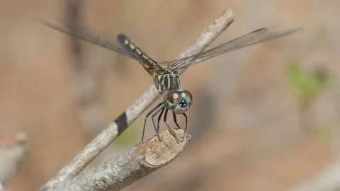 Dragonfly on Stick Stock Footage 148677468