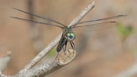 Dragonfly on Stick Stock Footage 148677545