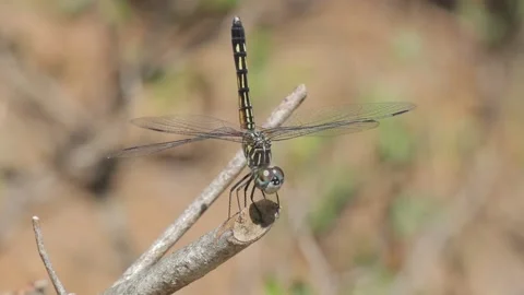Dragonfly on Stick Stock Footage 148677586