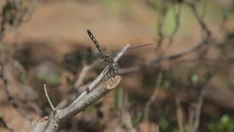 Dragonfly on Stick Stock Footage 148677608