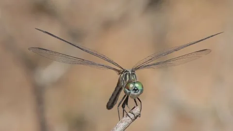 Dragonfly on Stick Stock Footage 148677674