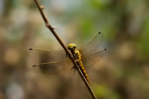 Dragonfly on a stick looking to us Foto stock