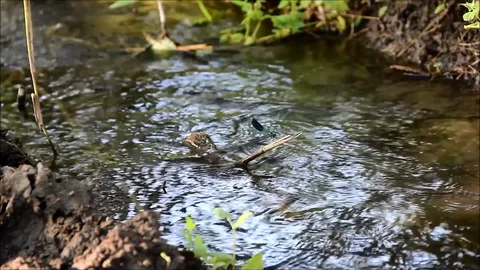 A dragonfly on a stick in the middle of a narrow stream Stock Footage 77862367
