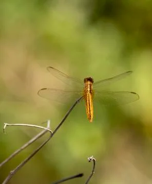 Dragonfly on a stick Stock Photos