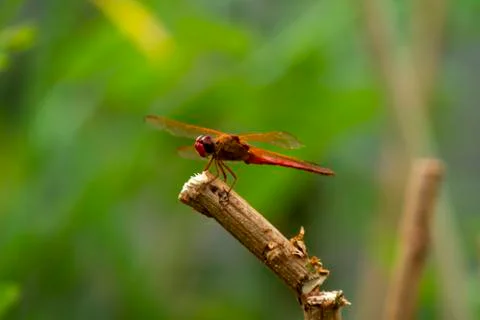 A dragonfly on the stick Stock Photos