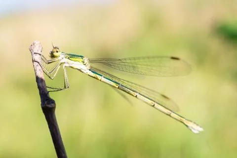 Dragonfly on a stick. Stock Photos