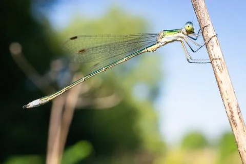 Dragonfly on a stick. Stock Photos