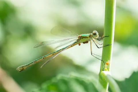 Dragonfly on a stick.. Stock Photos
