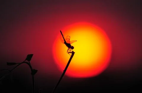 Dragonfly on a stick at sunset Stock Photos