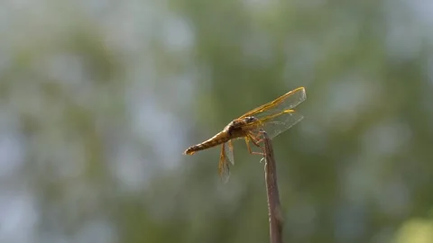 Dragonfly on stick swaying with wind Stock Footage 244396070