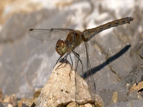 Dragonfly on the stone ground Stock Footage 80222597