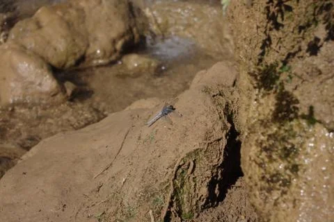 Dragonfly on Stone Stock Photos