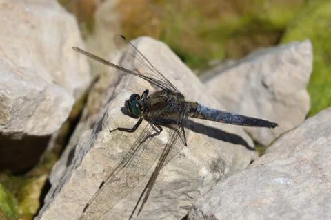 Dragonfly on a stone Stock Photos
