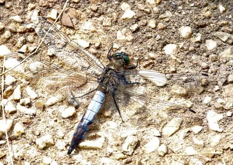 Dragonfly on a stone wall Stock Photos