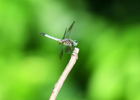 Dragonfly stop on the branch Stock Photos