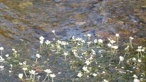 Dragonfly Stream Flying OnOff Slomo 30secs  HD Stock-Footage 132092909