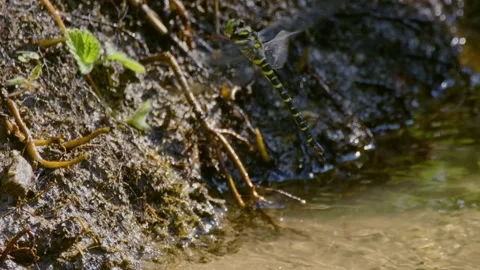 Dragonfly by Stream with Nature Closeup. Stock Footage 307263460