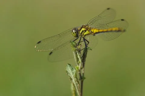 Dragonfly in summer Stock Photos