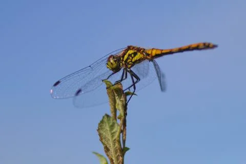 Dragonfly in summer Stock Photos