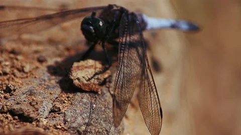 Dragonfly sunbath Stock Footage 164825980