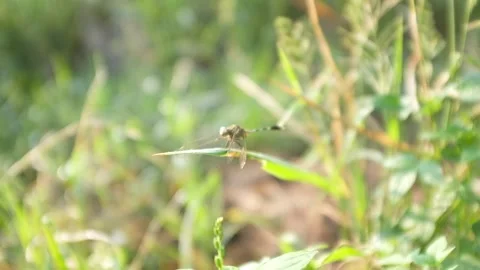 Dragonfly Sunbathed Stock Footage 201870634