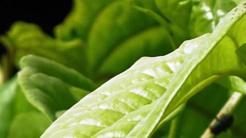 A dragonfly sunbathing on a betel leaf Stock Footage 305189059