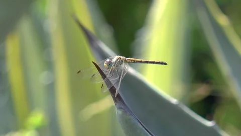 Dragonfly Sunbathing On a Cactus Stock Footage 117174004