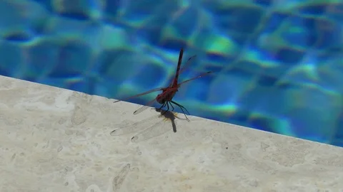 Dragonfly Sunbathing Stock Footage 111199070