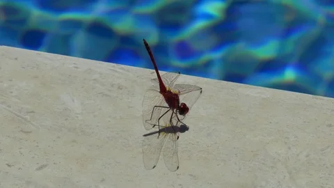 Dragonfly Sunbathing Next To A Swimming Pool Stock Footage 96075516