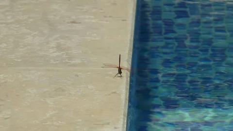 Dragonfly Sunbathing Next To A Swimming Pool Stock Footage 101538801
