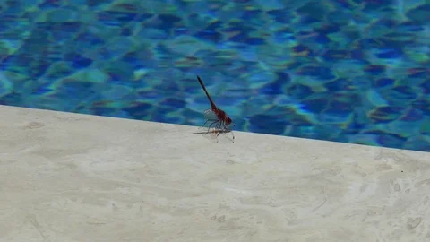 Dragonfly Sunbathing Next To A Swimming Pool Stock Footage 111200111