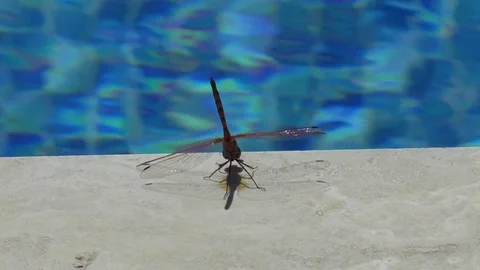 Dragonfly Sunbathing Next To A Swimming Pool Stock Footage 111200788