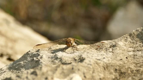 Dragonfly sunbathing on stone Stock Footage 100230042