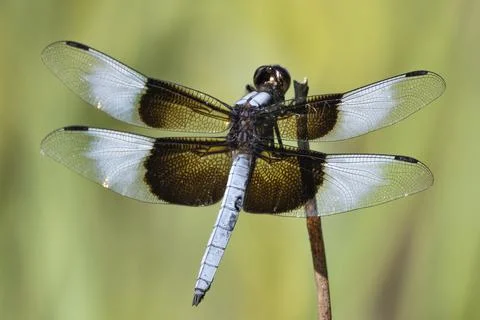 Dragonfly sunning Foto stock
