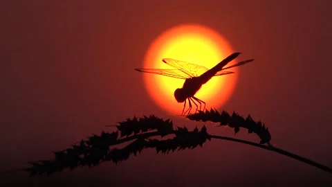 Dragonfly at sunset. Видео 147942597