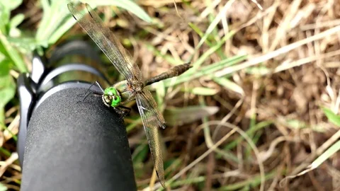 Dragonfly on a support leg Video stock 117335827