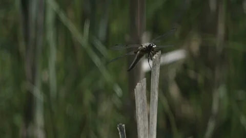 Dragonfly swamp Stock Footage 110798203