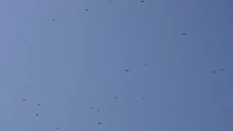 Dragonfly Swarm Stock Footage 333948170