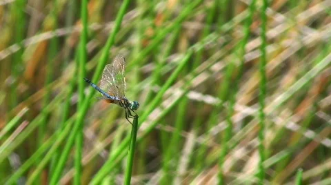 Dragonfly Swarming Stock Footage 535404