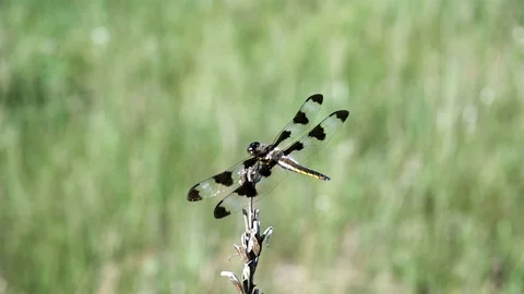 Dragonfly swaying gently in the wind. Video stock 123446784